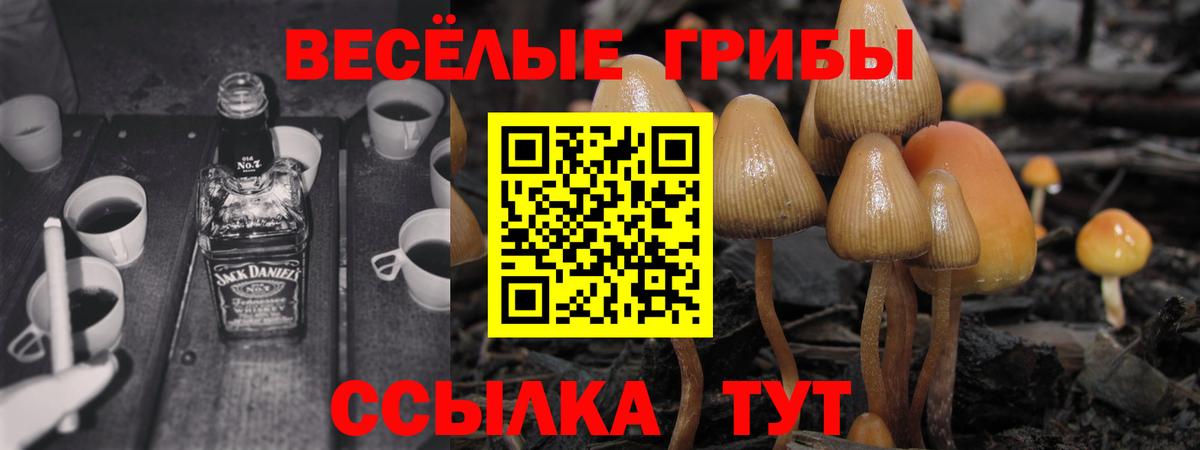 Рассказово  Галлюциногенные грибы Cubensis  Вход с VPN 